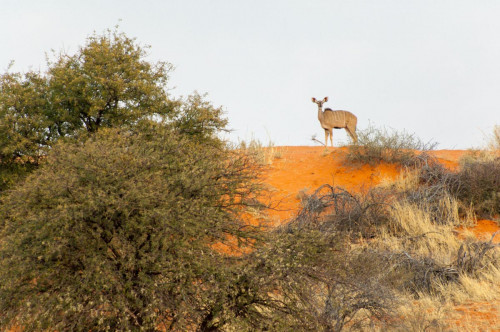 Großes Kudu (Weibchen), Kalahari
