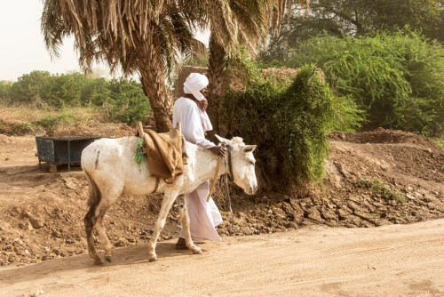 Sudanese mit Esel
