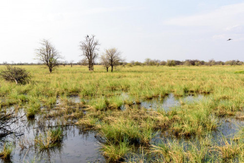 Nyae Nyae Sumpflandschaft