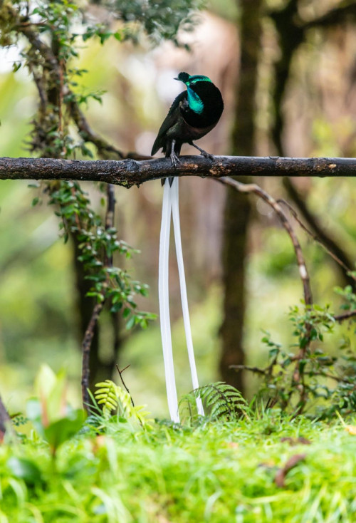 Schmalschwanzparadiesvogel