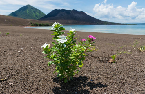 Erstes Leben nach dem Vulkanausbruch des Mount Tavurvur (1994)