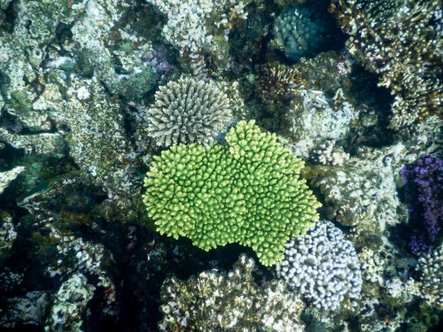 Korallen am Ningaloo Riff