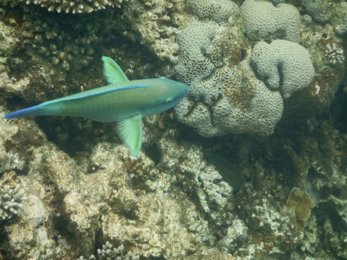 Schnorcheltour am Ningaloo Riff