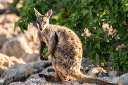 Schwarzfüßiges Felsenkänguru