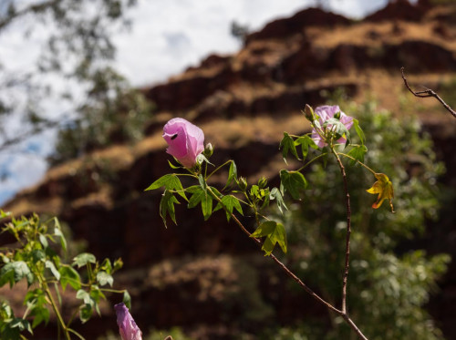 Robinsons Wüstenrose