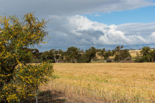 Endlose Weizenfelder