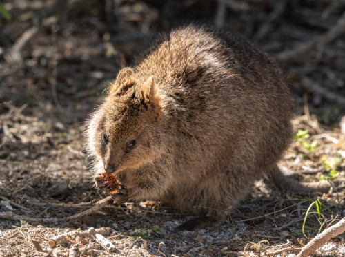 Quokka
