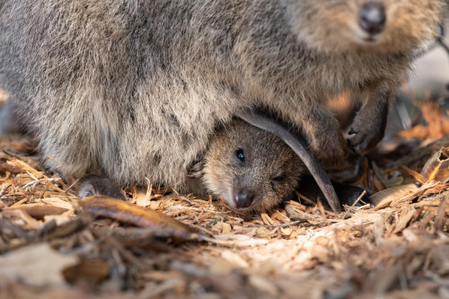 Quokka mit Joey (Jungtier)