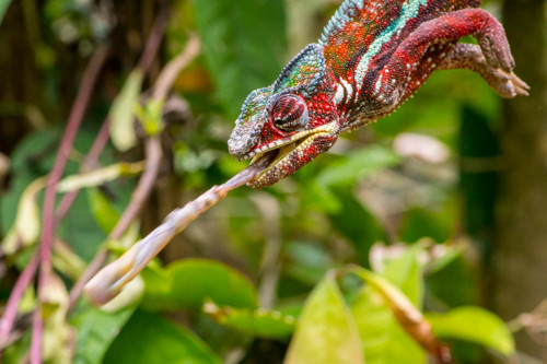 Chamäleon beim Fliegenfang