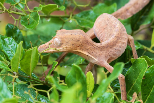 Blattschwanzgecko