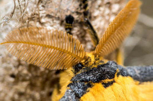 Kometenfalter - Fühler