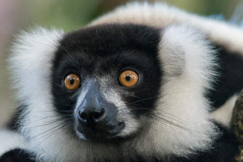 Schwarz-weißer Vari