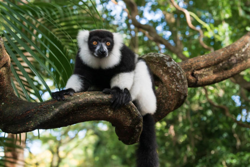 Schwarz-weißer Vari