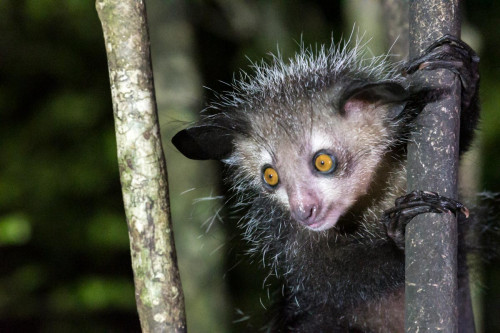 Aye-Aye (Fingertier)