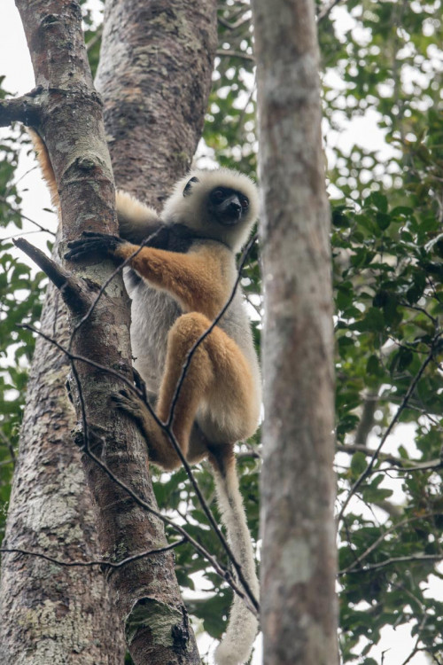 Golden Diadem Sifaka