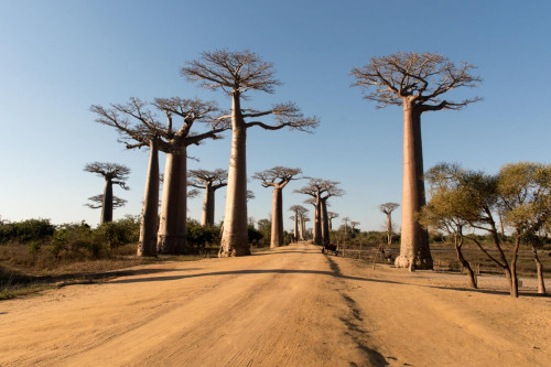 Baobab-Allee