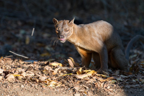 Fossa