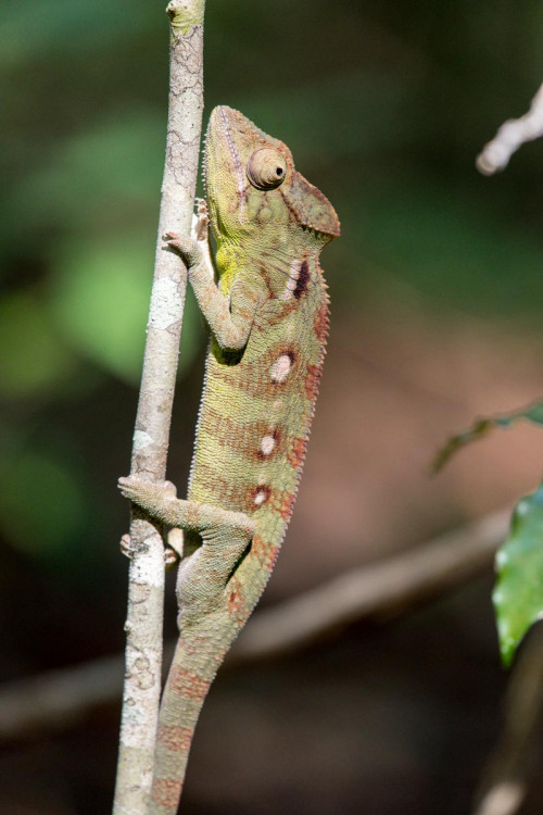 Chamäleon