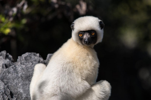 Von-der-Decken Sifaka