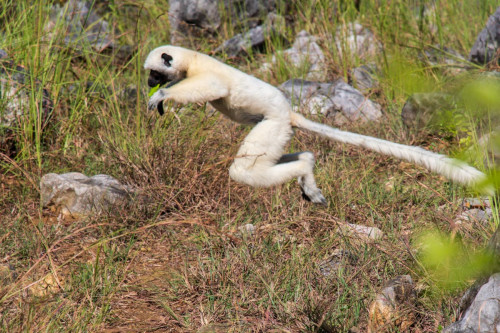 Von-der-Decken Sifaka