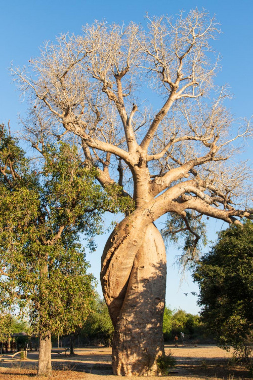 "Verliebte" Baobabs