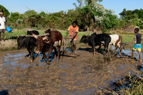 Pflügen im Reisfeld