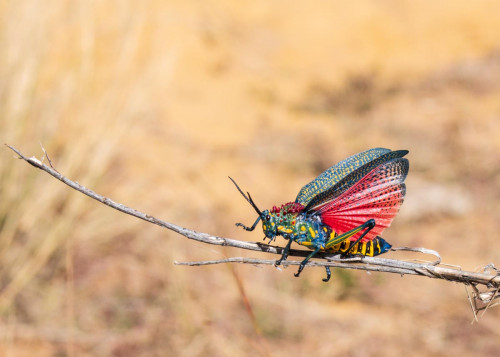 Madagaskar-Heuschrecke