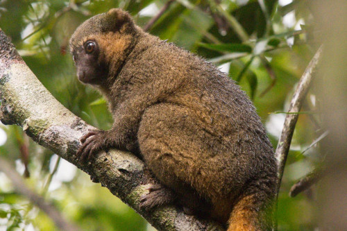 Goldener Bambuslemur