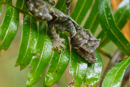 Gespenst-Blattschwanzgecko