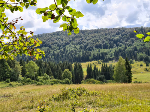 Waldlandschaft an der kroatischen Grenze