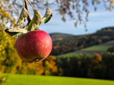 Letzter Apfel