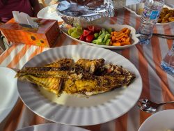 Unser Mittagessen: "Sheri", Lethrinus nebulosus