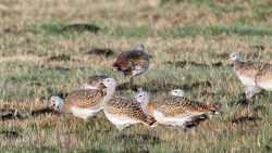 Eine Gruppe Großtrappen Hennen