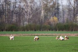 Balzende Großtrappen