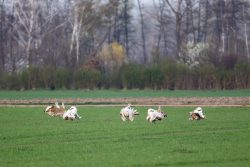 Balzende Großtrappen
