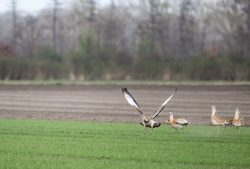 Großtrappen, Hahn im Abflug