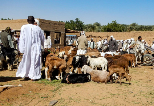 Viehmarkt in Tengasi