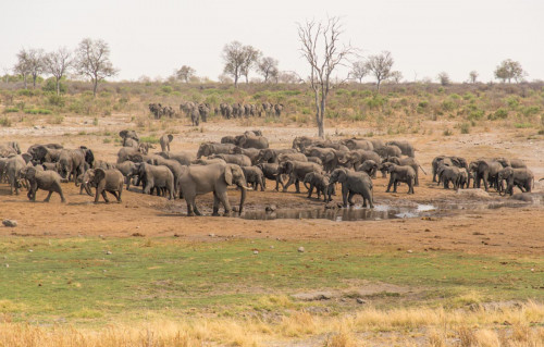Elefantenherde, Khaudum NP