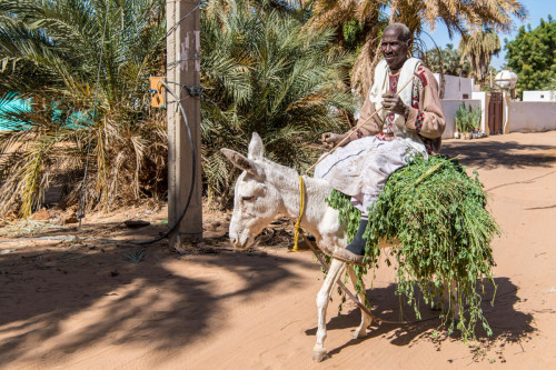 Das universelle Lasttier