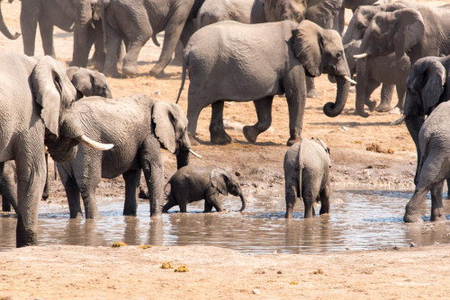 Elefanten-Muttertierherde am Wasserloch