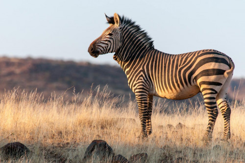 Bergzebra