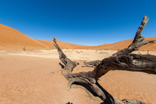 Dead Vlei