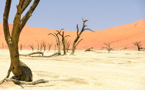 Dead Vlei