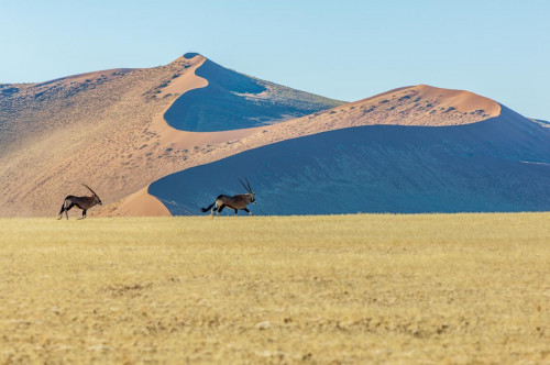 Namib NP - Oryx Antilopen