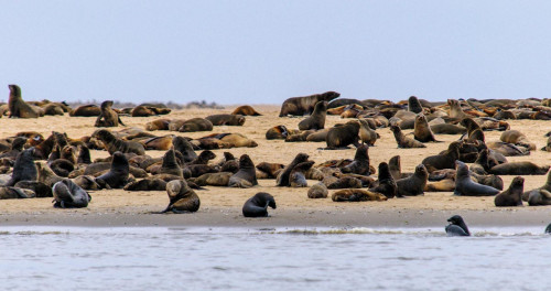 Robben Kolonie - Walvis Bay
