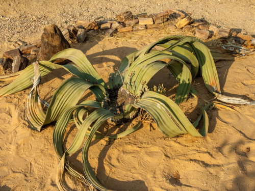 Welwitschia mirabilis
