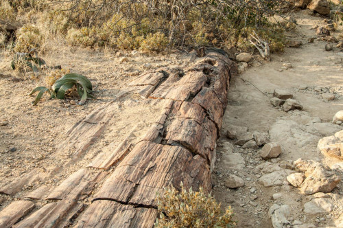 Versteinerter Wald - Khorixas, mit Welwitschia
