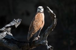 Fischbussard