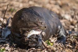Riesenotter mit Fisch