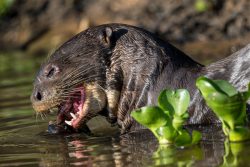 Riesenotter